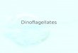 Dinoflagellates. Introduction Dinoflagellates are unicellular, flagellated protists –The first modern dinoflagellate was described by Baker in 1753 –The