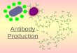Antibody Production The blood contains two types of white blood cell or leucocyte Phagocytes (macrophages) ingest bacteria by endocytosis Lymphocytes