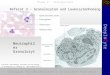 Institut für Molekulare & Zelluläre Anatomie DeepInCyte Thema V - Atmungstrakt Referat 3 - Granulozyten und Leukozytenhoming © Elsevier. Kierszenbaum: