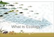 What is Ecology?. * Ecology is the study of interactions among organisms and between organisms and their environment