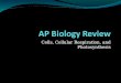 Cells, Cellular Respiration, and Photosynthesis. AP Biology Review – Cells, CR, and Photo Enzymes and Transport Cellular Respiration Photosynthesis CellsRandom