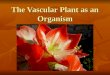 The Vascular Plant as an Organism. Metabolic Processes 1. Photosynthesis (in chloroplasts) 6CO 2 + 6H 2 O light C 6 H 12 O 6 + 6O 2 2. Cellular Respiration