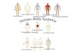 NervousSystem Integumentary System Skeletal System Muscular System Circulatory System Respiratory System Digestive System Excretory System Endocrine System