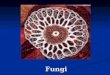 Fungi. Fungi are eukaryotic heterotrophs that digest food externally and absorb the the digested materials through their body walls. Fungi are eukaryotic