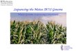 Sequencing the Maize (B73) Genome Genome Sequencing Center Maize Genome Sequencing Consortium