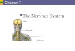 Copyright © 2006 Pearson Education, Inc., publishing as Benjamin Cummings Chapter 7 The Nervous System