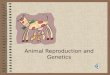 Animal Reproduction and Genetics Terminology Objective: –Define terminology related to reproductive management and breeding systems including castration,