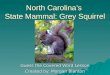 North Carolinas State Mammal: Grey Squirrel Guess the Covered Word Lesson Created by: Morgan Blanton