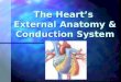 The Hearts External Anatomy & Conduction System. Heart at rest Heart at rest Blood flows from large veins into atria Blood flows from large veins into