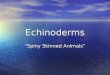 Echinoderms Spiny Skinned Animals. Echinoderm Characteristics Radial Symmetry ( aboral and oral sides) Radial Symmetry ( aboral and oral sides) All marine