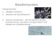 Basidiomycetes Characteristics: 1.Septate mycelium 2.Basidia and basidiospores 3.Clamp connections. Not all Basidiomycetes produce these, but when a fungus