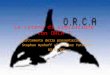 La catena di simulazione con ORCA 7 (Adattamento della presentazione di Stephan Wynhoff al Tracker Tutorial, 03/03/03)