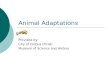 Animal Adaptations Provided by: City of Corpus Christi Museum of Science and History