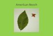 American Beech. American Chestnut American Elderberry