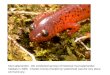 Mud salamander. We conducted surveys of historical mud salamander habitats in 2006. Charles County (Nanjemoy watershed) was the only place we found any