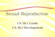 Sexual Reproduction Ch 38.1 Guide Ch 38.2 Development