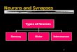 1 Neurons and Synapses Types of Neurons SensoryMotor Interneurons