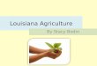 Louisiana Agriculture By Stacy Bodin. Agriculture is a part Louisianas Economy and has been for a long time