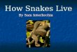How Snakes Live By Sam Interlicchia. Snakes live everywhere except Arctic, Antarctica, Iceland, Ireland, New Zealand and some ocean islands. Snakes live