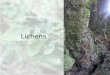 Lichens. Why study lichens? Important part of Irelands biodiversity with ~1,165 species West of Ireland very important Photo: Maria Long