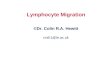 Lymphocyte Migration ©Dr. Colin R.A. Hewitt crah1@le.ac.uk