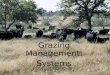 Grazing Management: Systems. Grazing Systems? Why would you want to use a grazing system? What do you expect from your grazing system?