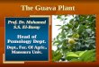 The Guava Plant Prof. Dr. Mohamed S.S. El-Boray Head of Pomology Dept. Dept., Fac. Of Agric., Mansoura Univ