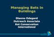 Managing Bats in Buildings Dianne Odegard Outreach Associate Bat Conservation International