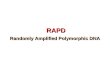 RAPD Randomly Amplified Polymorphic DNA RAPD - a method based on PCR developed in 1990. - RAPD is different from conventional PCR as it needs one primer