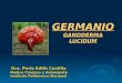 GERMANIO (Ganoderma Lucidun)