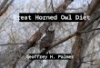 Great Horned Owl Diet Geoffrey H. Palmer. Intro to Great Horned Owls