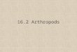 16.2 Arthropods. Objectives Describe the characteristics of arthropods. Identify the major kinds of arthropods. Explain how arthropods are classified