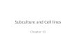 Subculture and Cell lines Chapter 13. Propagation of Subculture Subculture – important transition from culture Need to SC – primary culture has occupied