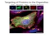 Targeting of Proteins to the Organelles. Targeting of Proteins: Nucleus and Mitochondria