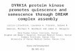 DYRK1A protein kinase promotes quiescence and senescence through DREAM complex assembly Larisa Litovchick, Laurence A. Florens, Selene K. Swanson, Michael
