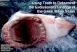 Using Teeth to Determine the Evolutionary Lineage of the Great White Shark Sarah Elise Field Bailey Keeler Elizabeth Lillard Kristin Oliver