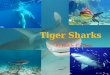 By Reade Plunkett. Introduction Tiger sharks species is a fish. Tiger shark is 14 feet long. Tiger sharks have stripes like a Tiger but they fade over