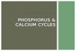 PHOSPHORUS & CALCIUM CYCLES. Phos = important for DNA, ATP, phospholipids, bones & teeth and compounds that function in photosynthesis and respiration