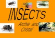 contents Main cover 1 Main cover 1 Dragonflies 4 Dragonflies 4 Grasshopper 5 Grasshopper 5 Ladybirds 6 Ladybirds 6 Ants 7 Ants 7 Beetles 8 Beetles 8 Bees