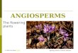 ANGIOSPERMS The flowering plants Spring crocus Crocus vernus © 2008 Paul Billiet ODWSODWS