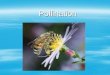 Pollination. Pollination Important Terms Pollination – transfer of pollen Pollination – transfer of pollen –Self or cross Fertilization – union of &