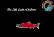 The Life Cycle of Salmon. There are six species of salmon in the Pacific Northwest. The largest salmon, the Chinook, can reach over 6 feet in length and