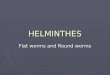 HELMINTHES Flat worms and Round worms. HELMINTHOLOGY Phylum Platyhelminthes = Flat worms Class Trematoda = Flukes Class Cestoda = Tape worms Phylum