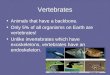 Vertebrates Animals that have a backbone. Only 5% of all organisms on Earth are vertebrates! Unlike invertebrates which have exoskeletons, vertebrates