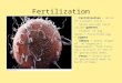 Fertilization Fertilization – Union of 2 parent cells. Sperm and egg cells called gametes. Product of egg + sperm = fertilized egg = zygote. Embryo = early