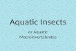Aquatic Insects or Aquatic Macroinvertebrates. Classification Kingdom Animalia (Animals) Phylum Arthropoda (Arthropods) Class Insecta (Insects)