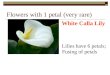 Flowers with 1 petal (very rare) White Calla Lily Lilies have 6 petals; Fusing of petals