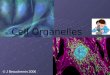 Cell Organelles © J Beauchemin 2006. Cell Organelles Organelle= “little organ” Found only inside eukaryotic cells All the stuff in between the organelles
