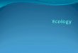 What is Ecology? Ecology Definition - the study of interactions among organisms and between organisms in their environment