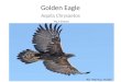 Golden Eagle Aquila Chrysaetos By JJ Chavez. What makes a bird a bird of prey A bird of prey uses his claws to get food The golden eagle uses his claws